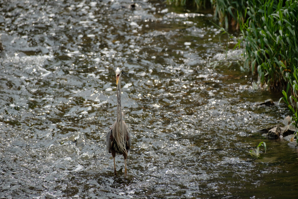 A colour photograph of a large grey Heron facing the camera with it's yellow beak open. The heron is surrounded by water, dappled with sunlight. The heron's feathers are blowing to the right in the wind.