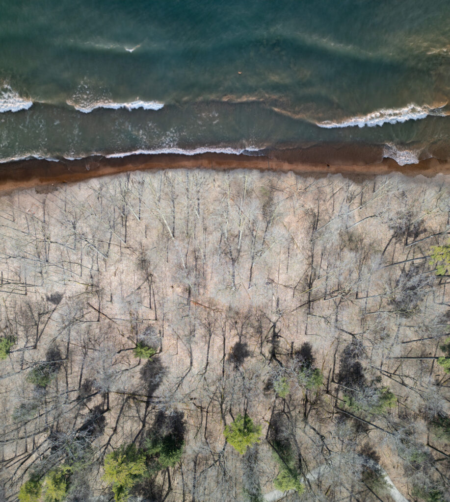 A colour photomontage of trees and water.